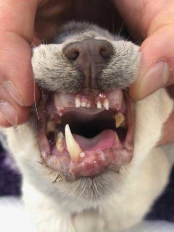 Figure 2. Presentation of 16-year-old male castrated Siamese cat with severe periodontal disease. The owner reported worsening halitosis, intermittent “air chewing” and a reduction in play behaviour. Examination also revealed a poor coat condition and body score condition of 3 out of 9. After treatment, the owner reported the cat seemed several years younger as it was eating better, had gained weight, had a significant improvement in coat condition, and had started actively asking the owner for food and playing fetch again.