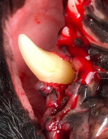 Figure 6. Palatal aspect of the left maxillary canine tooth in a six-year-old dog. A surgical flap has been created to allow for open root planing of the tooth root. Granulation tissue and embedded calculus have been removed. The cleaned and smoothed root surface is visible.