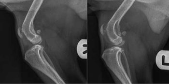 Figure 1. Right and left lateral radiographs.