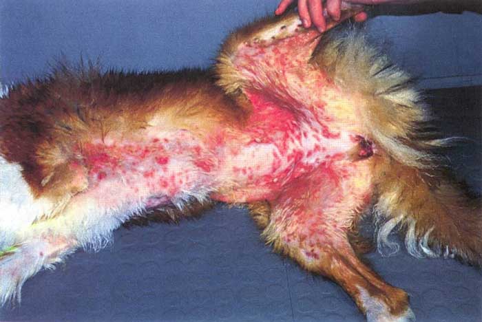 Figure 2. Vesicular lupus erythematosus in a Shetland sheepdog. Multitudes of coalescing, serpiginous erythematous crusts, erosions and ulcerations are present.