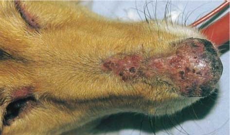 Figure 3. Discoid lupus erythematosus in a rough collie. Depigmentation of the planum nasale is apparent. Erosion, scale and crusting on the rostral face is present.