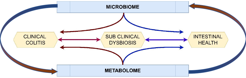 Figure 1. Proposed interaction between the intestinal microbiome and metabolome in promoting intestinal health, with clinical colitis as the extreme of intestinal dysbiosis and subclinical dysbiosis being poorly defined, but likely an important contributor of overall health and welfare.