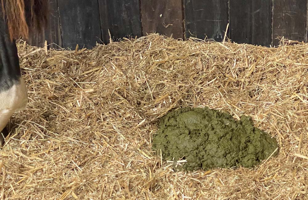 Figure 2. Foul smelling and unformed faeces from a yearling colt with severe weight loss resulting from proliferative enteropathy, believed to cause small intestinal malabsorption and secondary overflow of non-structural carbohydrates into the large intestine. The signs are consistent with a diagnosis of subclinical dysbiosis and resolved with management of the small intestinal dysfunction.