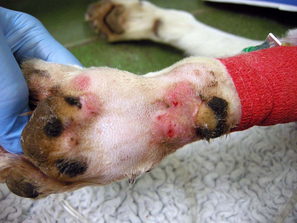 The lesions on the carpal pad of the same dog pictured above, following clipping and cleaning. A couple of days later, the dog presented with acute kidney injury.