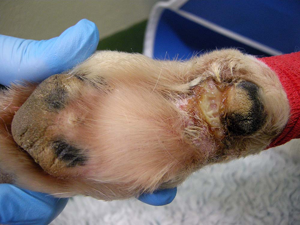 An innocuous-looking, exudative lesion distal the carpal pad of a border collie that had confirmed CRGV.