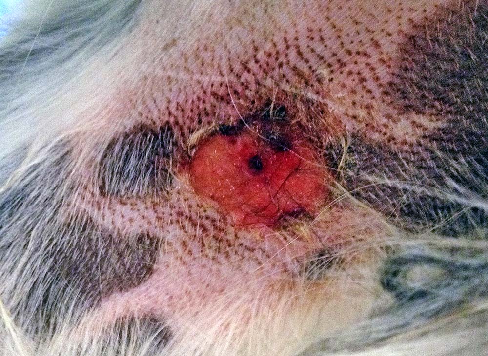 A well-demarcated ulcerative lesion on the medial thigh of a dog.