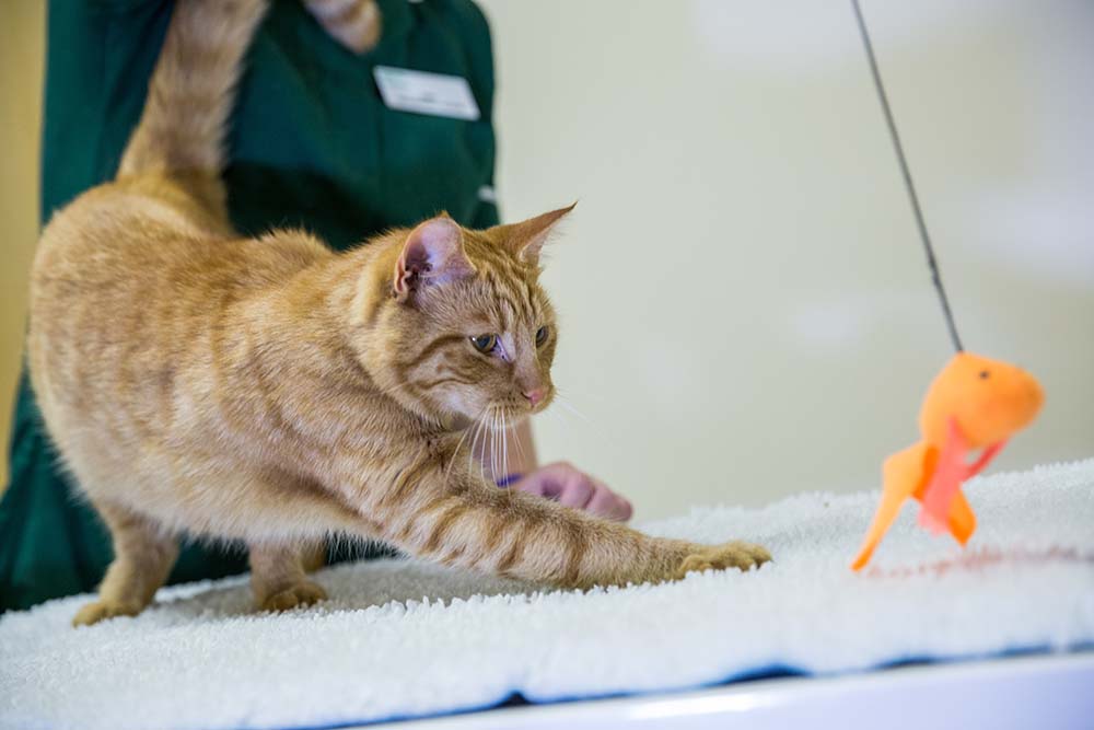 Benefits of becoming a Cat Friendly Clinic/Practice include reduced stress for feline patients.