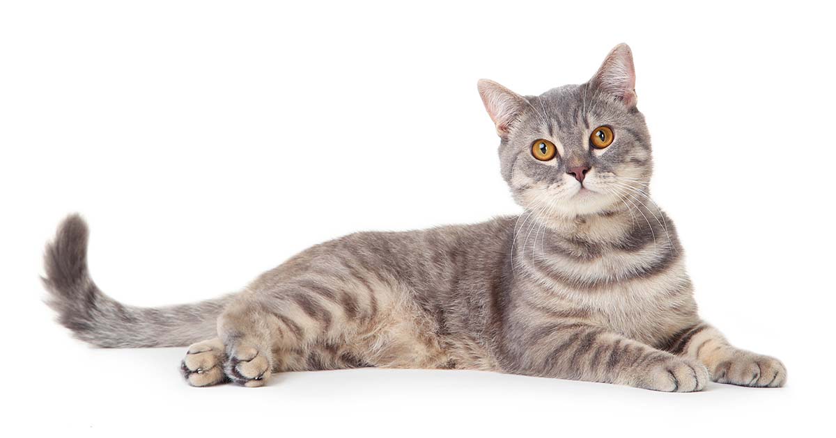 an RVN’s function as a feline mobility ambassador