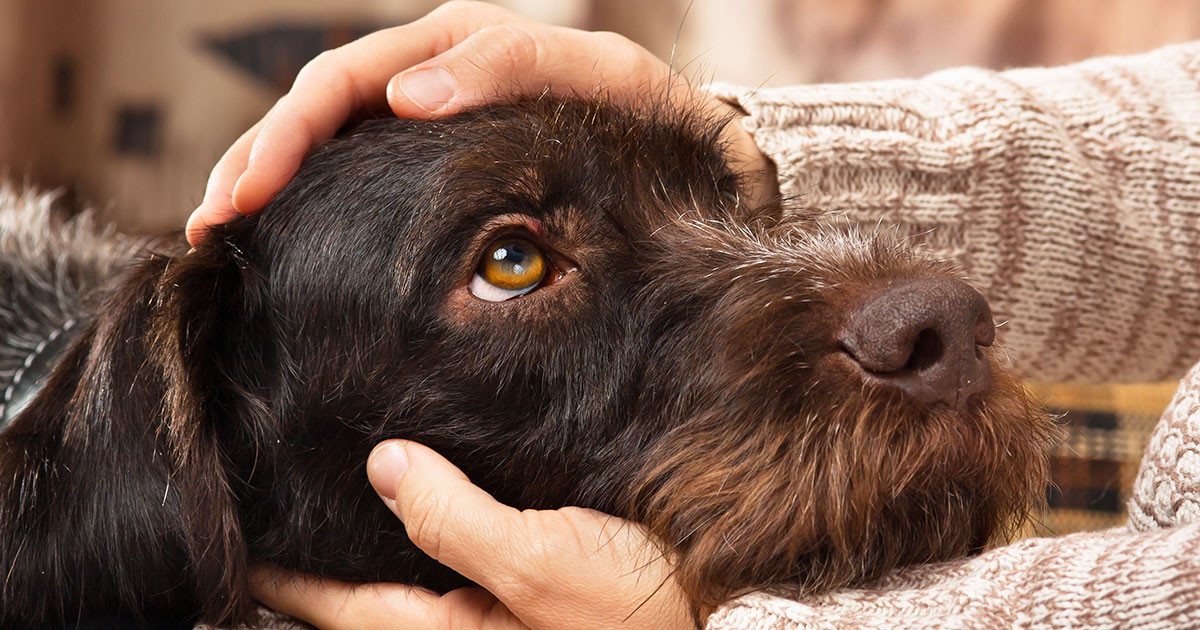 Rspca foster animals cheap