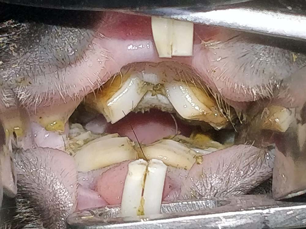 Figure 2. A typical presentation of overgrown bridging molars in a guinea pig. This impedes their ability to swallow.