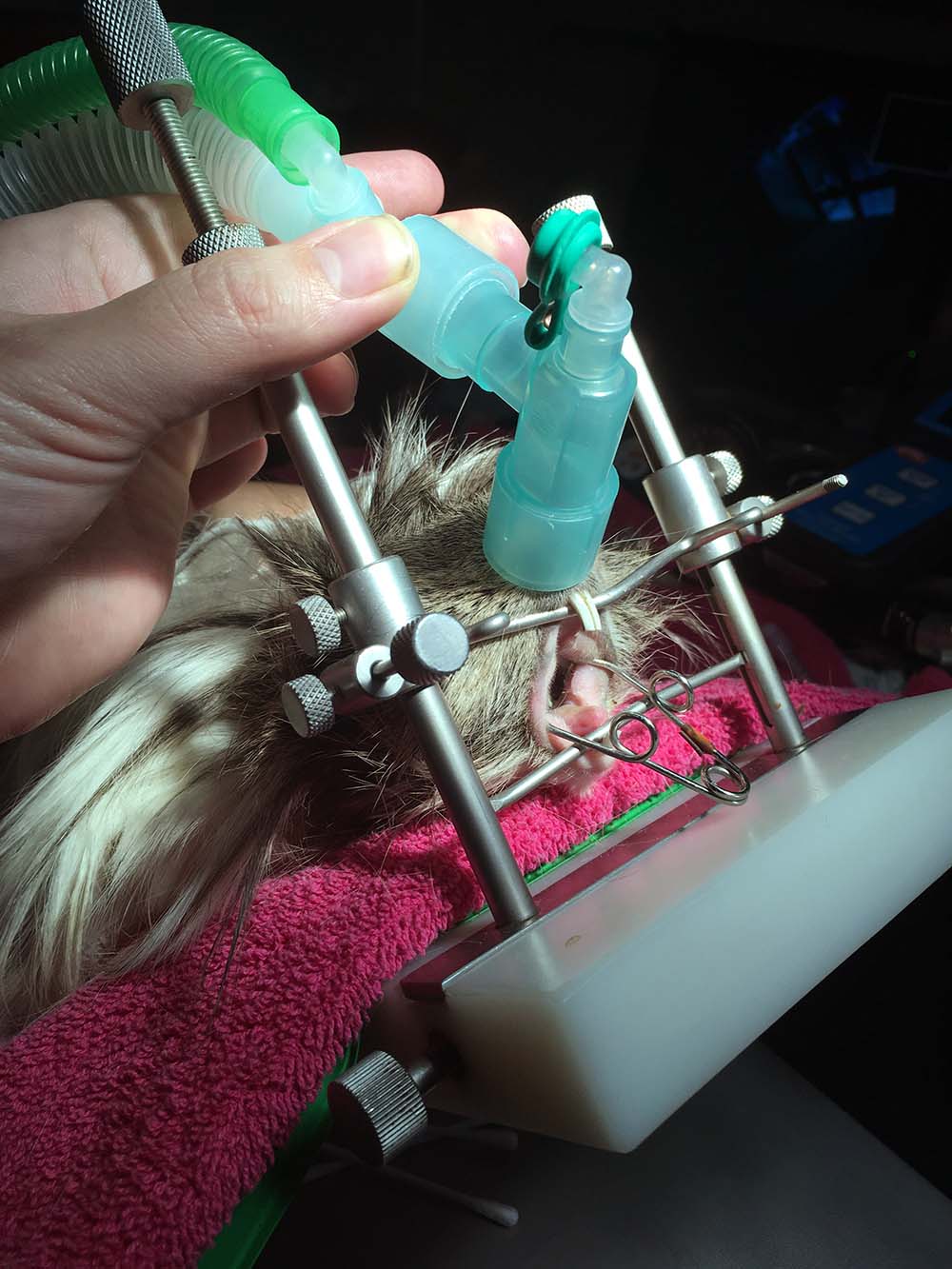Figure 3. Full thorough oral examination can be achieved under anaesthesia using either a tabletop, as pictured, or handheld gag and cheek dilators.