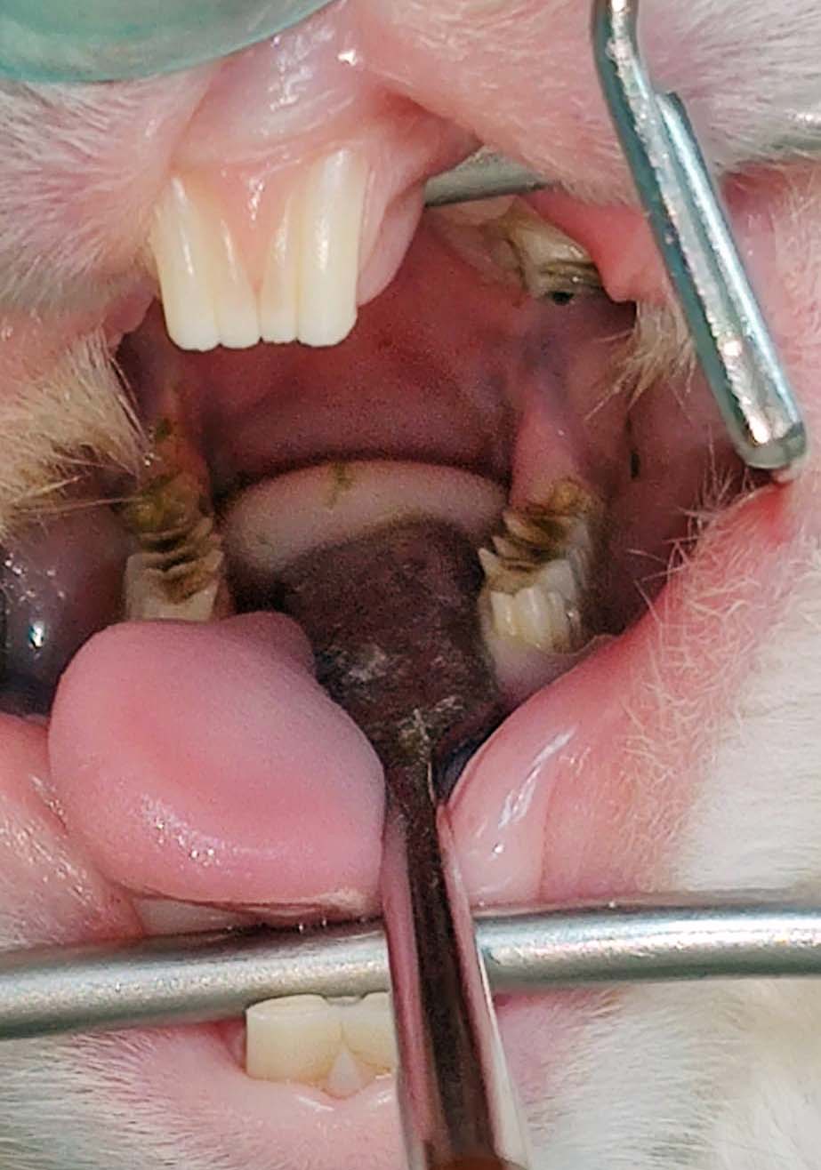 Figure 4. Normal lingual spurs in a rabbit’s mandibular molars. These are often mistaken for dental disease, but are normal anatomy for these species.