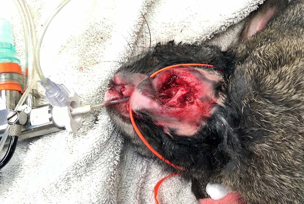 Figure 6. A rabbit’s mandibular dental abscess after extensive debridement, incisor removal and marsupialisation. These cases carry a guarded prognosis and require dedication from owners to carry on wound care at home for several weeks to months.
