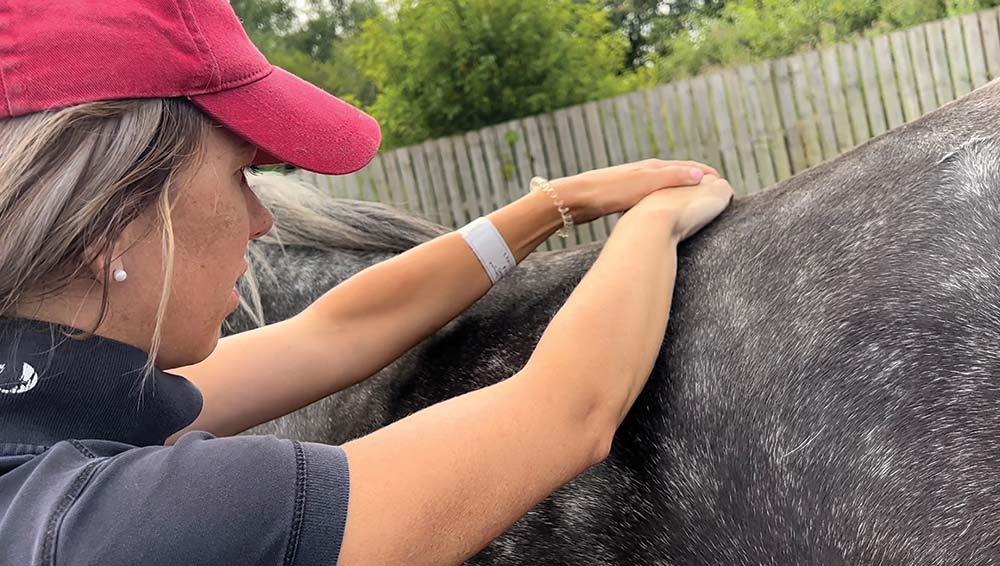 Pocket Nook Equine Vets