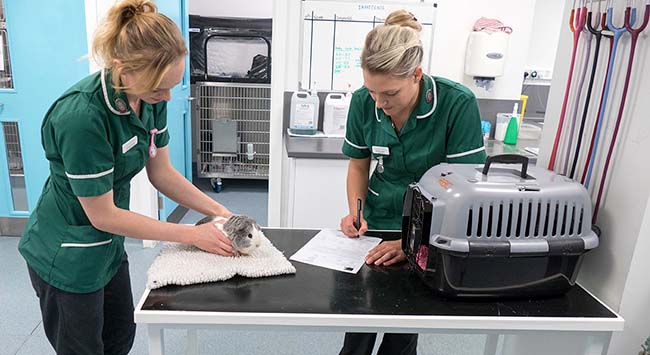 Nursing assessment of a guinea pig using a nursing care plan.