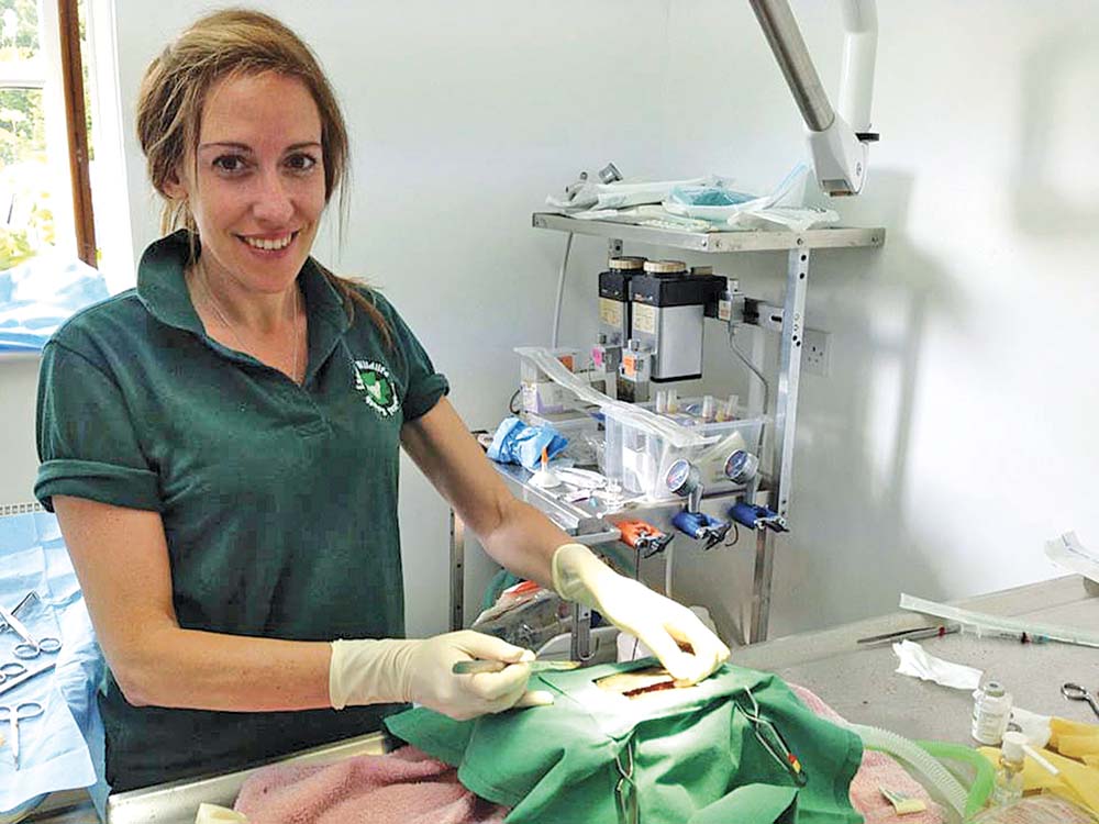 The author performing plastrotomy on a tortoise with follicullar stasis. The tortoise was anorexic post-hibernation and not responding to treatment.