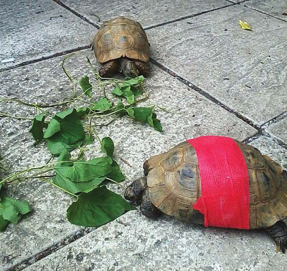Anorexic tortoises post-hibernation eating after intensive hydration and vitamin A supplementation.