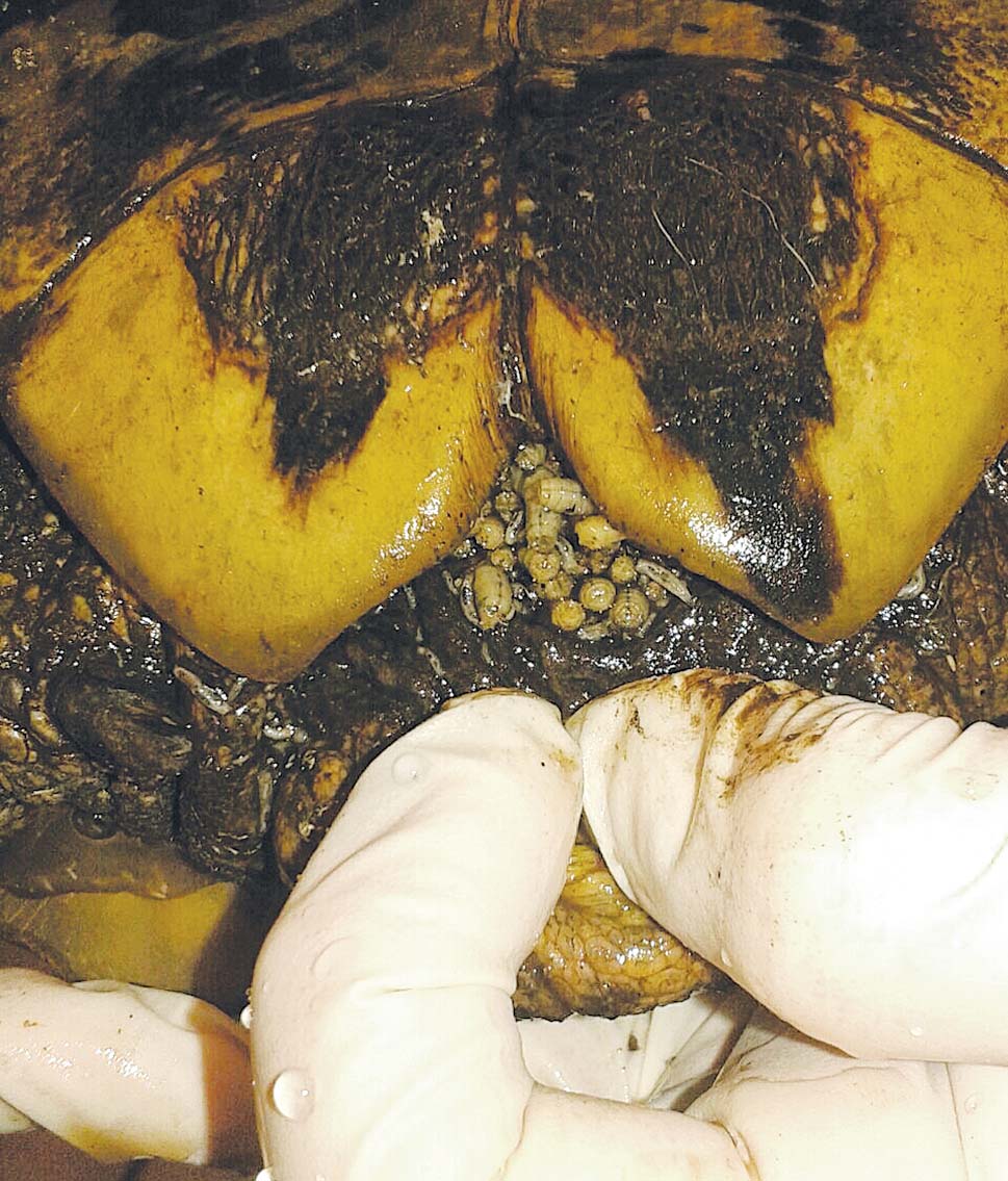 Maggot infestation in a tortoise waking up from hibernation.