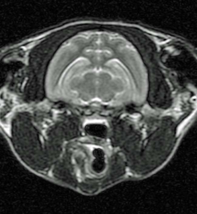 Figure 1. Transverse T2‑weighted MRI of a three‑year, seven‑month‑old female spayed domestic shorthair cat with focal seizures characterised by hypersalivation, jaw chomping and behavioural changes that evolved to generalised seizures. Note the diffuse hyperintensity of the hippocampus bilaterally.