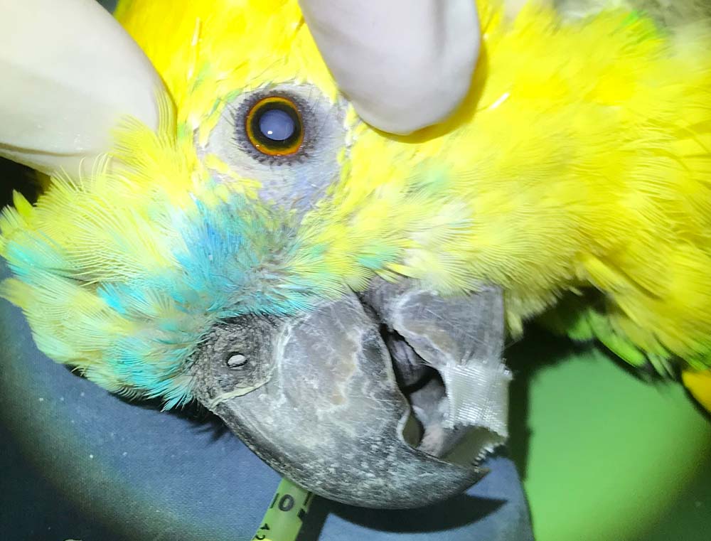 Figure 1. A mature cataract in a juvenile blue-fronted Amazon parrot.