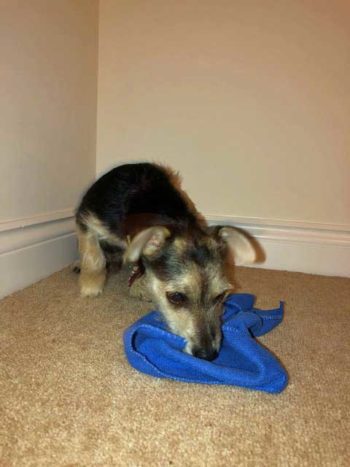 Olfactory enrichment via scented cloths can be beneficial in dogs. Image: Aisling Carroll