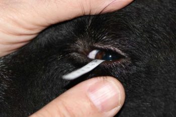 Figure 2. The Schirmer tear test (STT) is used to measure the aqueous component of the tear film. The test is conducted by placing a standardised test in the conjunctival sac of the lower eyelid for 60 seconds. The STT should be performed before the application of tropicamide (or any drops, for that matter).