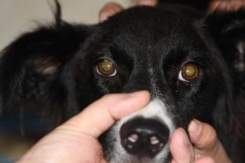 Figure 3. The size of both pupils should be compared by viewing them from a distance, using a weak source of light. Light reflected from the tapetum, or retroillumination, will also highlight any opacities of the ocular media, such as cataracts.