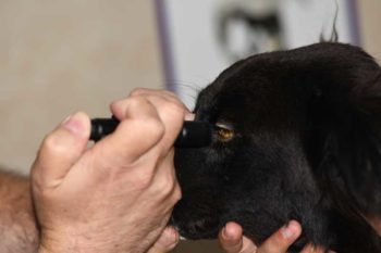 Figure 4. In cases where the pupil cannot be visualised, testing the dazzle reflex of the left eye by shining a bright light and watching for a blinking reflex, as well as testing the indirect pupillary reflex to the right eye, has great prognostic importance.