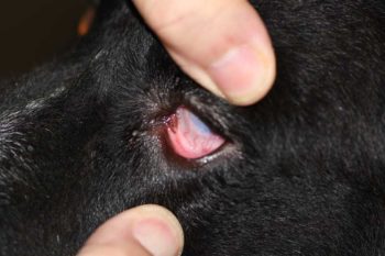 Figure 5. Pressing on the upper eyelid will proptose the third eyelid, allowing its examination. At the same time, the lower lid is everted to allow examination of the palpebral conjunctiva.