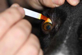 Figure 6. Fluorescein staining should be conducted in every dog with signs of ocular pain or red eye to detect corneal ulcers.