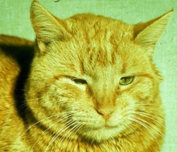 Figure 1. Blepharospasm in the right eye of a cat. This sign is best evaluated from a distance, without touching the patient, as any handling could result in the cat opening or closing both eyes.