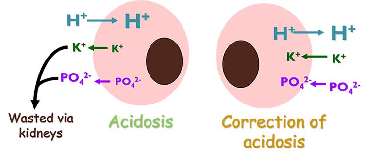 Figure 11. Effects of acidosis and its correction on intracellular and extracellular ion concentrations.