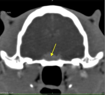 Figure 14. CT of Bonnie’s head showing pituitary mass (yellow arrow).