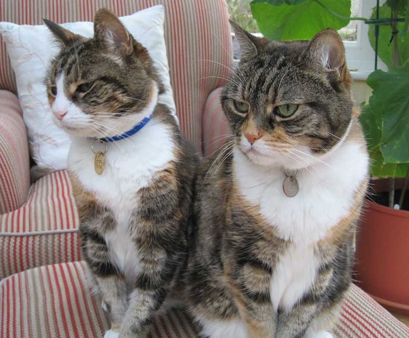 Figure 5. Tilly six months later with her sister.