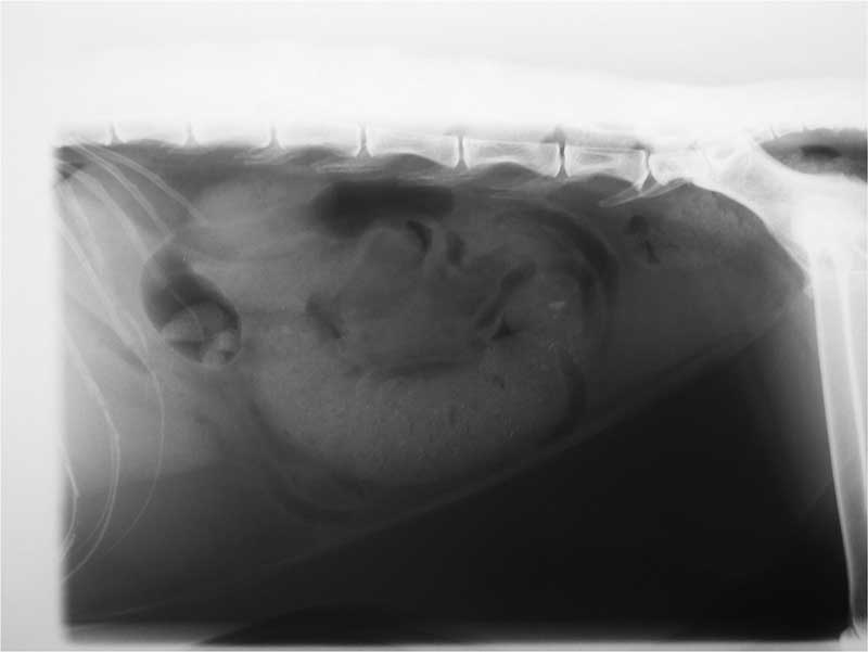 Figure 7. Mimi’s lateral abdominal radiograph.