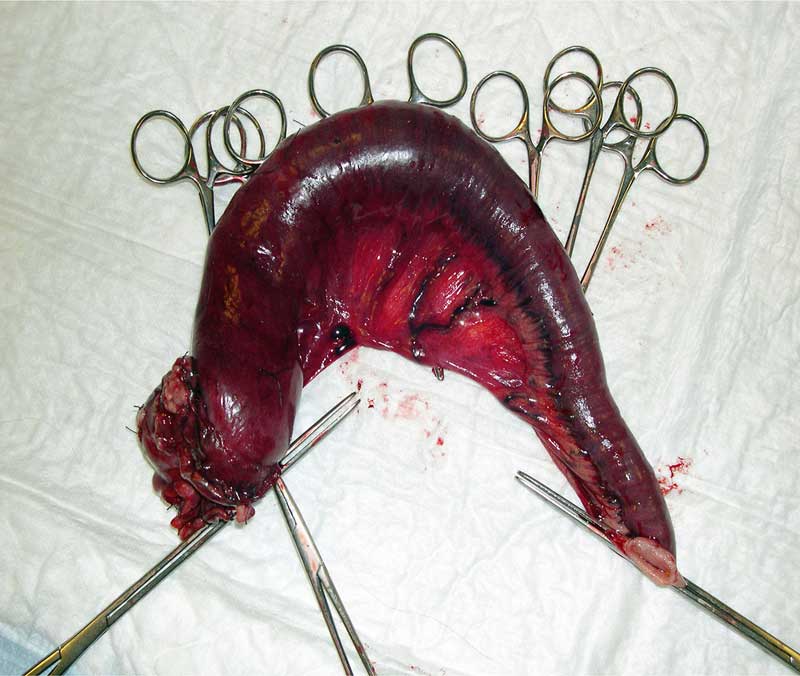 Figure 9. Mimi’s resected small intestine.