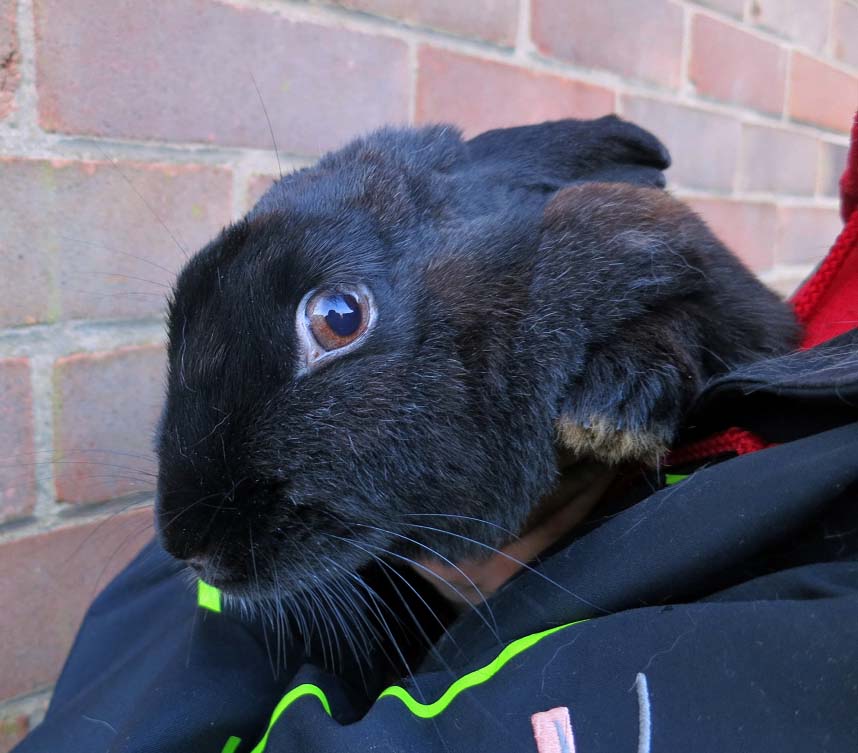 Figure 1. This rabbit’s facial tension shows how it feels about being picked up by a predator species.