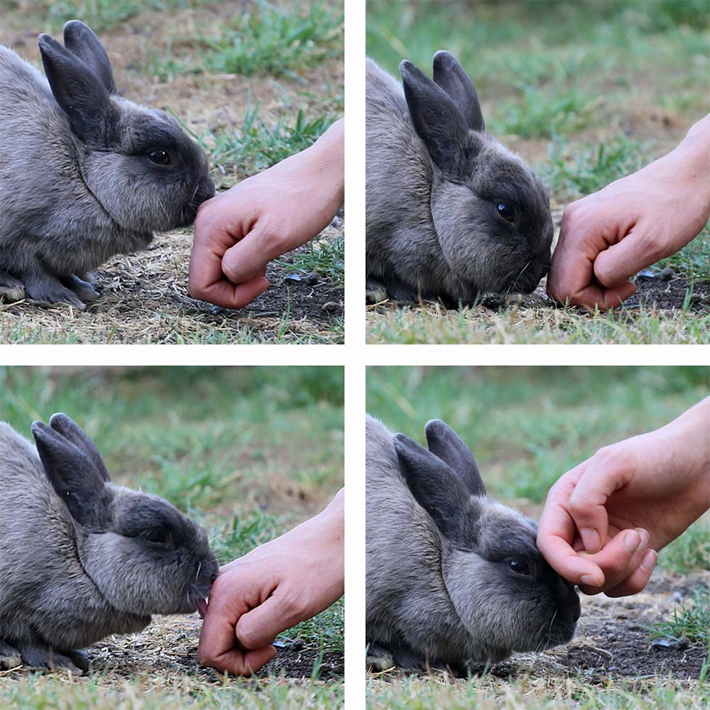 Figure 3. Les lapins baissent la tête lorsqu'ils veulent que leur visage touche un humain ou un autre lapin.  Lors du toilettage mutuel, le lapin rend souvent la pareille en léchant la main du propriétaire (dans le sens des aiguilles d'une montre à partir du haut).