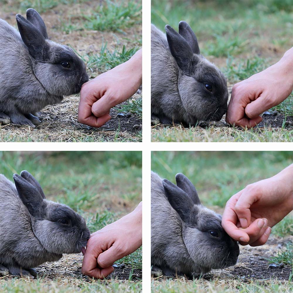 Figure 3. Rabbits lower their heads when they want to be touched on the face by a human or another rabbit. During mutual grooming, the rabbit will often reciprocate by licking the owner’s hand (clockwise from top).