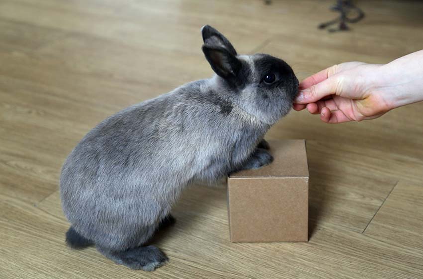 Figure 4. Rabbits respond really well to positive reinforcement training.