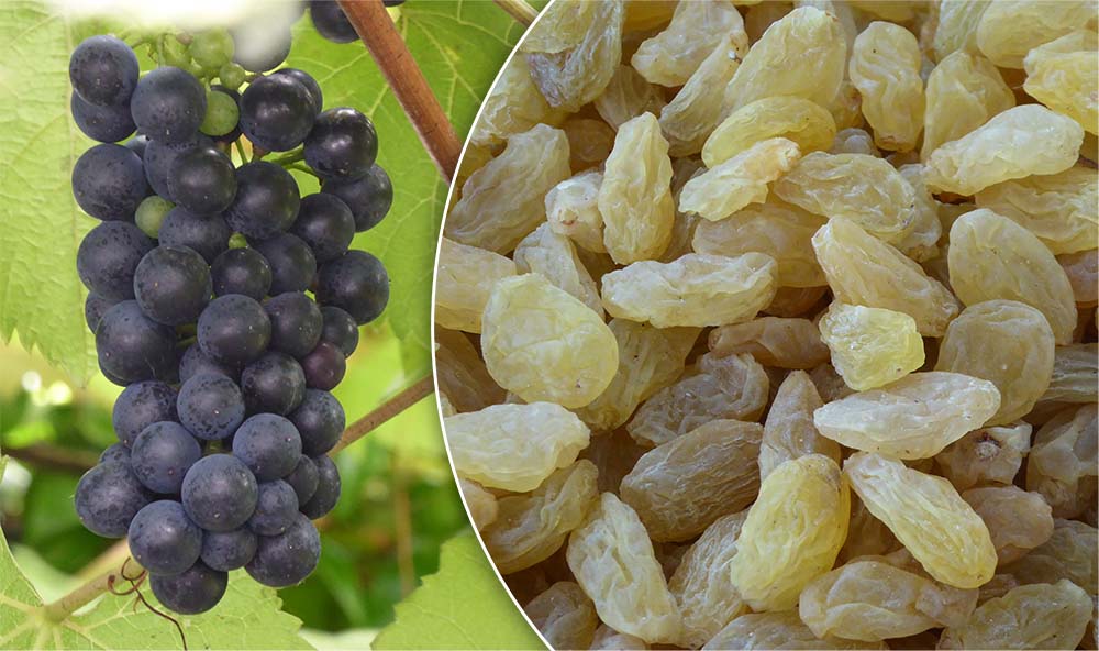 Figure 3. Grapes (left) and their dried fruit, such as sultanas (right), can cause acute kidney injury in dogs.