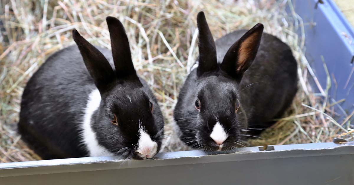 Figure 1. Rabbits need to live with other rabbits to have good welfare.