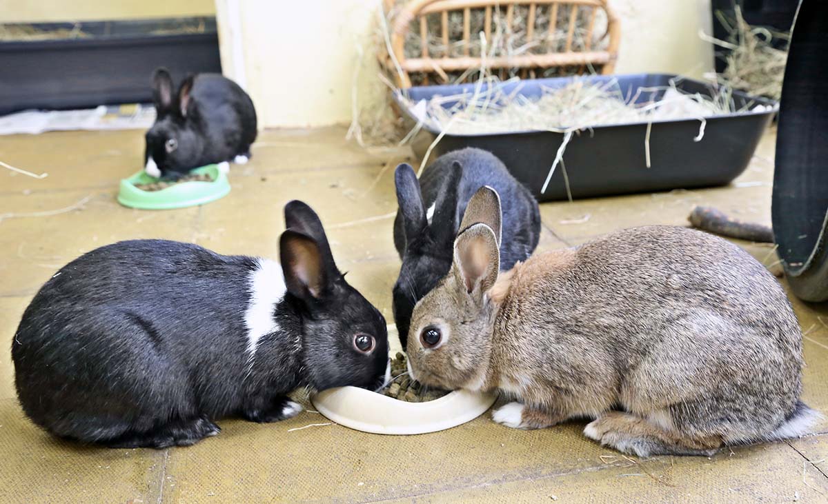 Figure 2. Groups of rabbits can live happily together.