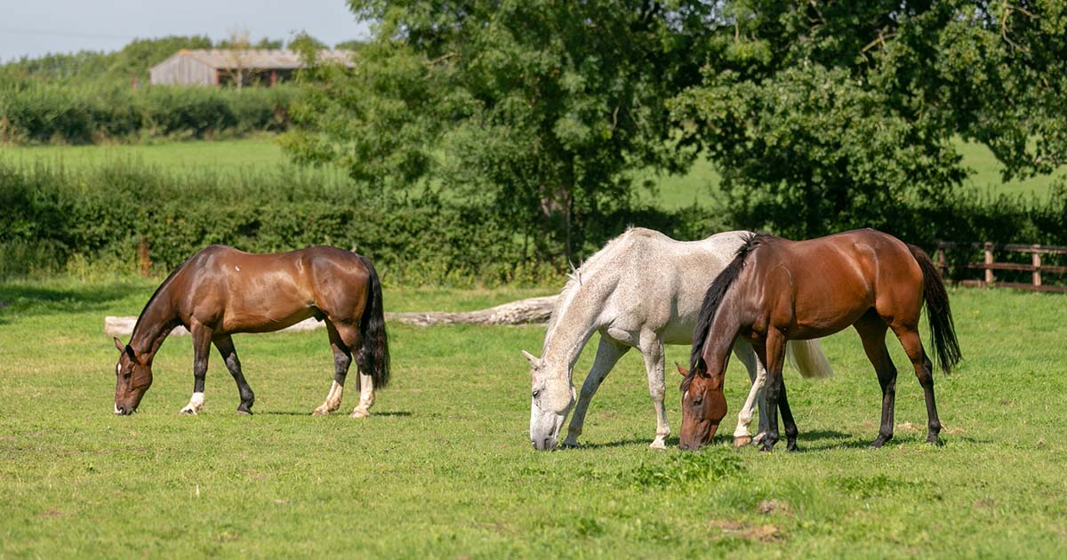 Keeping horses at pasture without supplemental hay or haylage is ideal.