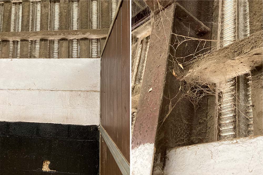 Looking closely at the stable environment can identify potential problems – this stable was spotless at eye level, but looking up revealed significant dust accumulation.