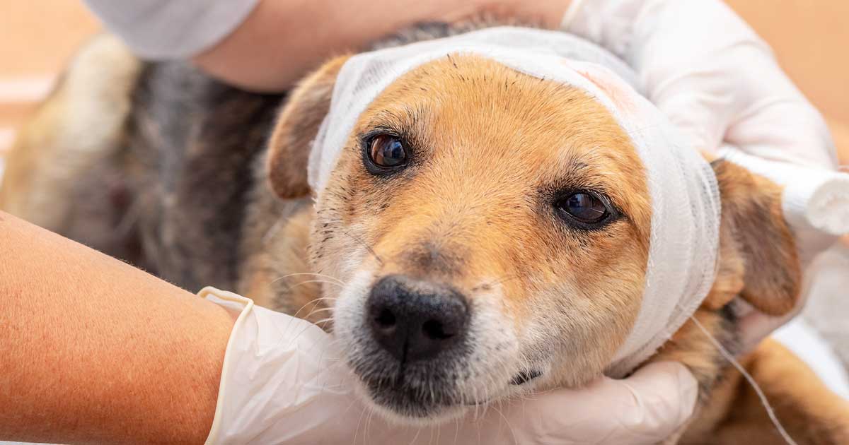 Dog with bandage