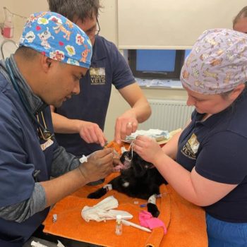 Dr Saduala intubating his first cat at Montgomery Veterinary Clinic, under the guidance of vet Clive Munns and VN Lucy Toombs.