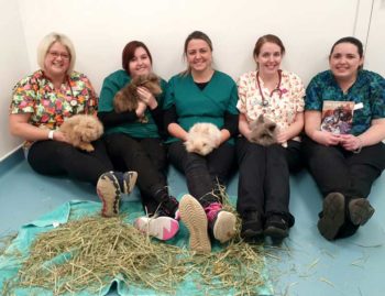 Some of the team at Origin Vets Clinic in Cardiff, which was named Rabbit-friendly Veterinary Practice of the Year.
