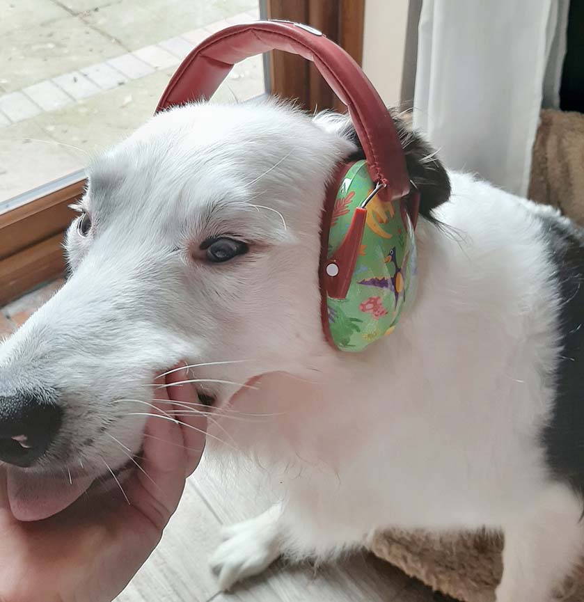 Figure 2. Not all dogs will tolerate ear defenders for any length of time, but specialist dog ones are more suitable than these children’s ones for sure.