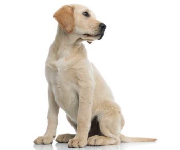 Labrador dog sat sitting Image: © Viorel Sima / Adobe Stock